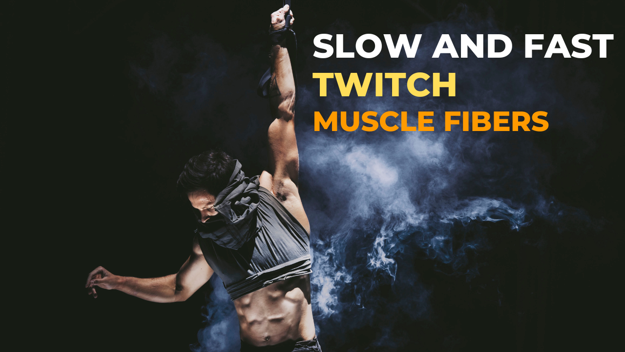 the difference between slow and fast twitch muscle fibers