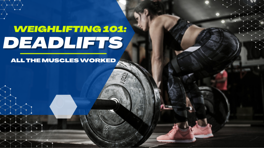 in-depth look into all the muscles that deadlifts work