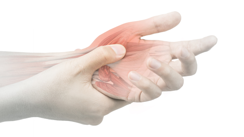 hand muscles involved in grip strength