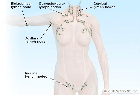 diagram of the lymphatic system