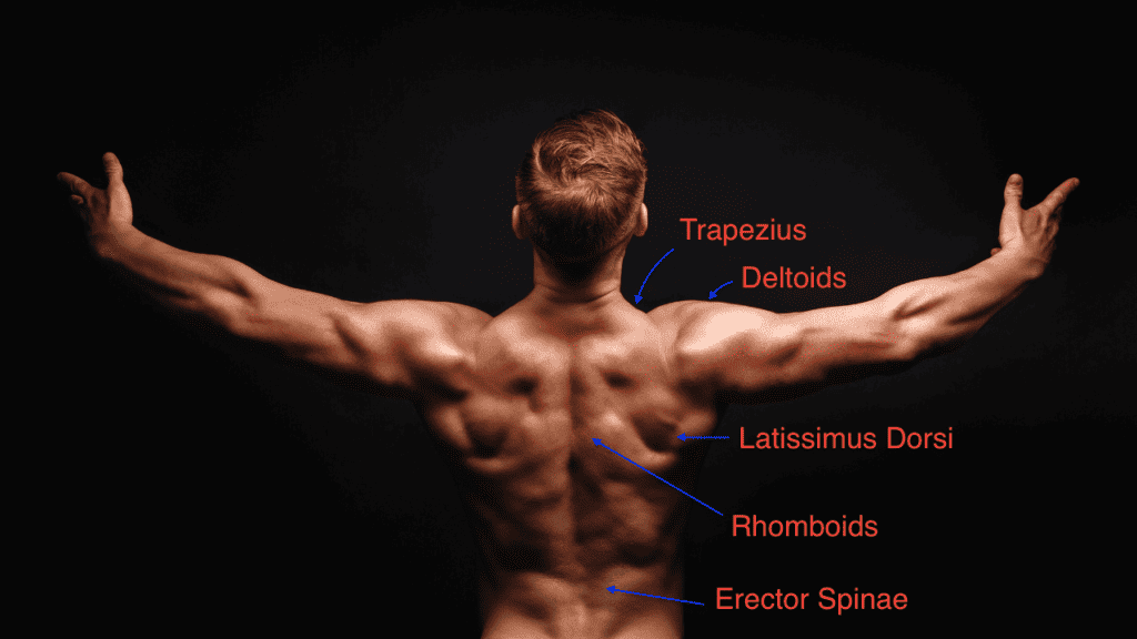 image of a man with the muscles of the back identified with its associated name